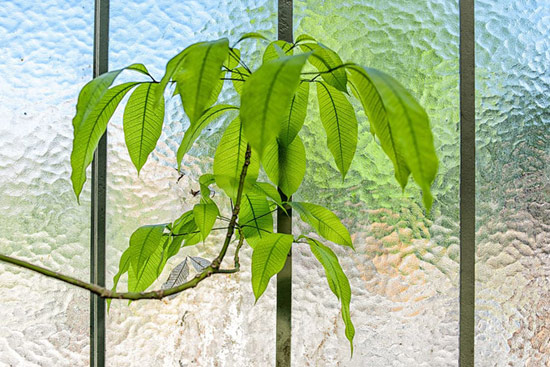 Plant in front of sunny window